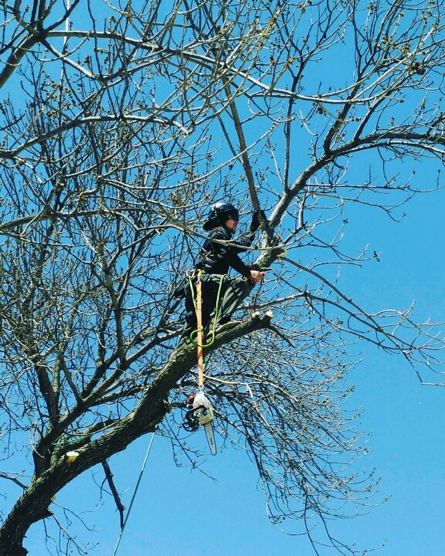 Tree Trimming in Wichita, KS | C.K. Tree Service